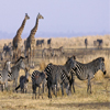 safari Camps tansania